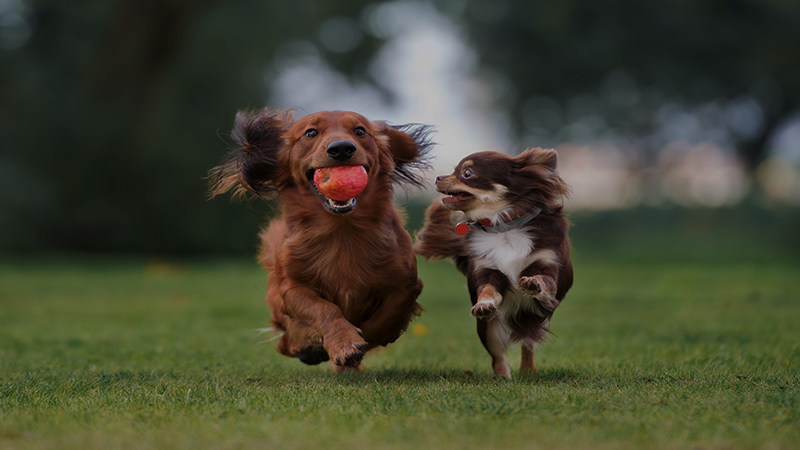 two dogs running