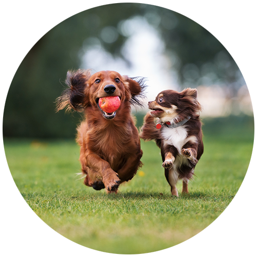 two dogs running